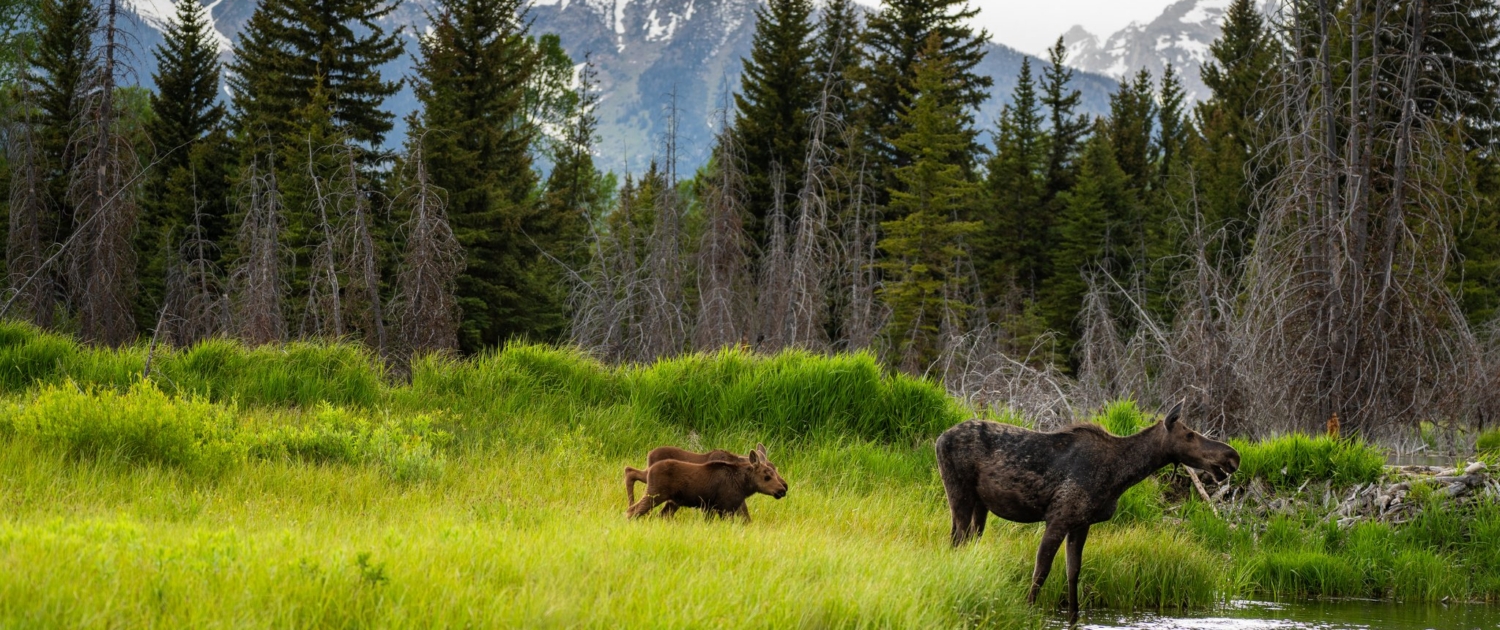 Moose with calfs at the meadow, Grand Teton park