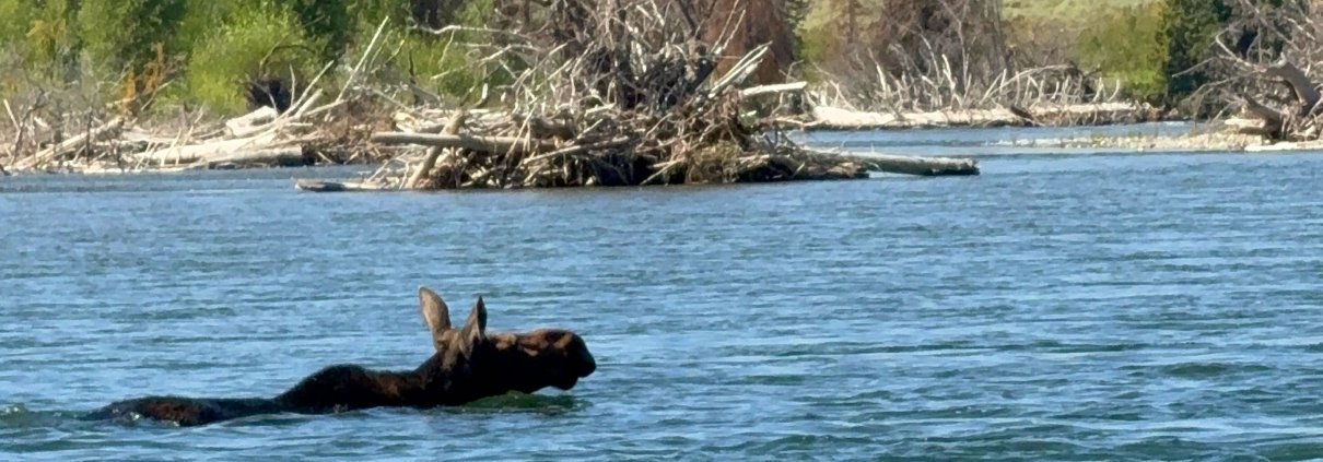 A Moose Swims The Snake River In Front Of A Scenic Float In Grand Teton National Park