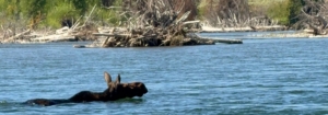A Moose Swims The Snake River In Front Of A Scenic Float In Grand Teton National Park