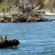 A Moose Swims The Snake River In Front Of A Scenic Float In Grand Teton National Park