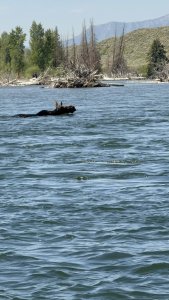A Moose Swims Across The Snake River In Grand Teton National Park